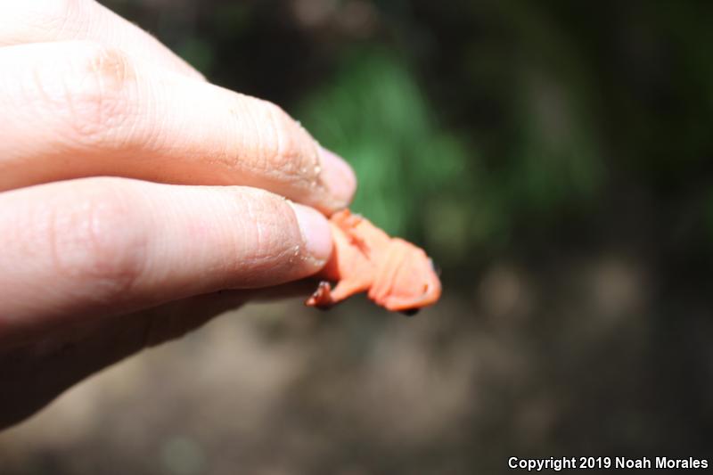 Red-bellied Newt (Taricha rivularis)