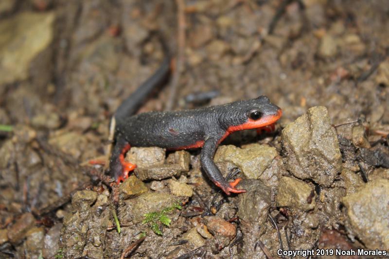 Red-bellied Newt (Taricha rivularis)