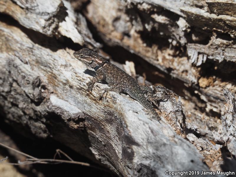Yarrow's Lizard (Sceloporus jarrovii)