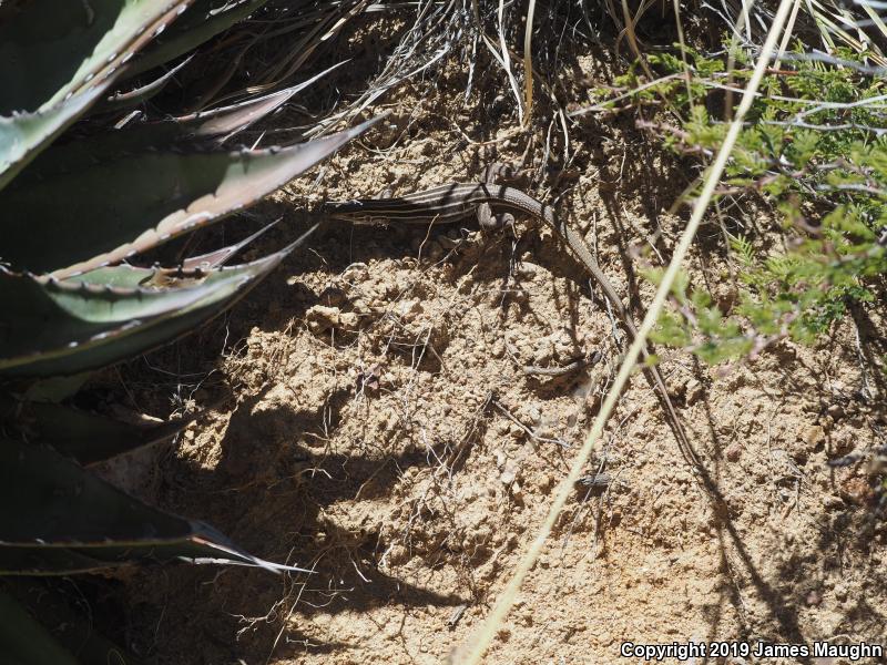 Sonoran Spotted Whiptail (Aspidoscelis sonorae)