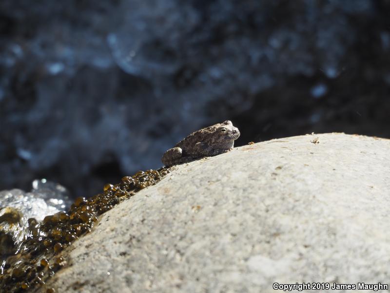 Canyon Treefrog (Hyla arenicolor)