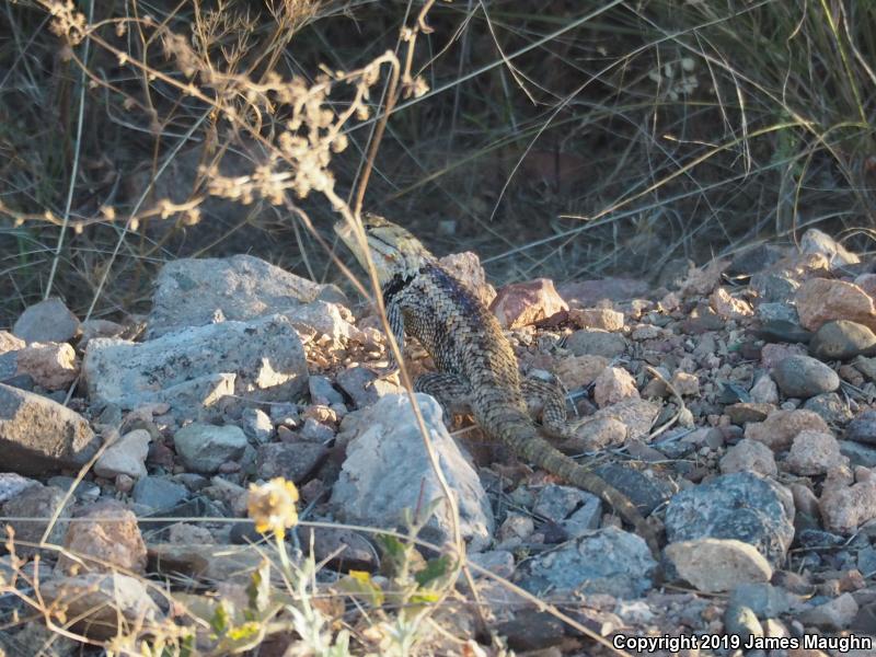 Desert Spiny Lizard (Sceloporus magister)