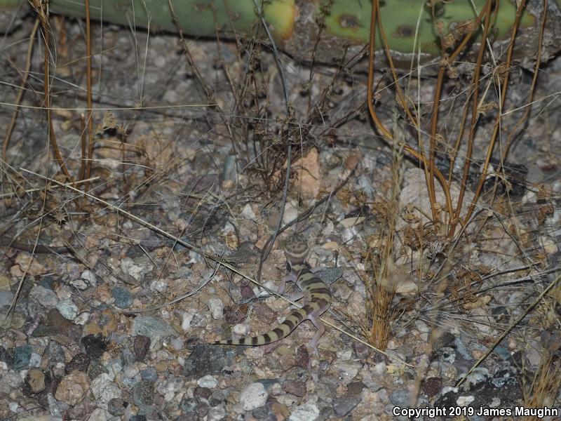 Desert Banded Gecko (Coleonyx variegatus variegatus)