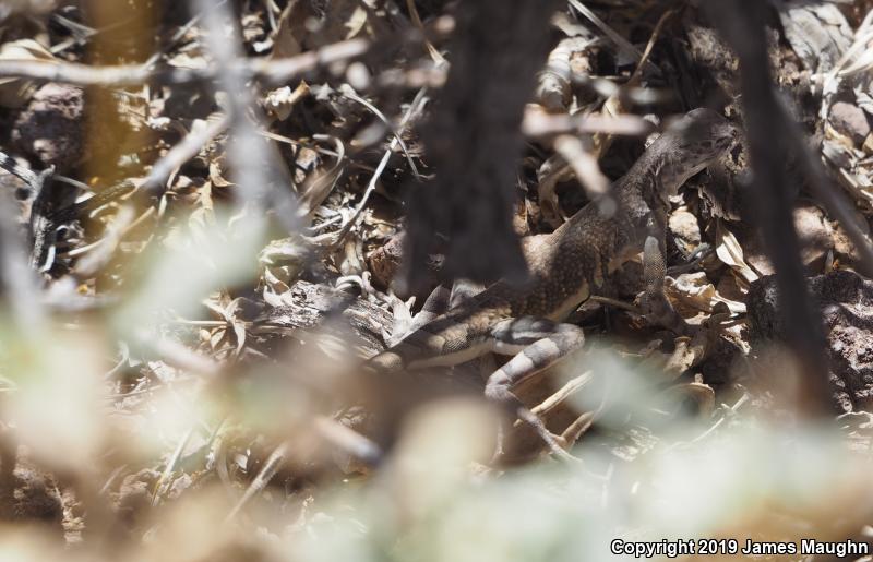 Eastern Zebra-tailed Lizard (Callisaurus draconoides ventralis)