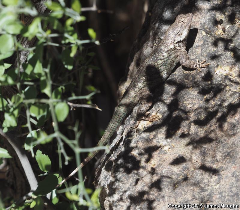 Clark's Spiny Lizard (Sceloporus clarkii)