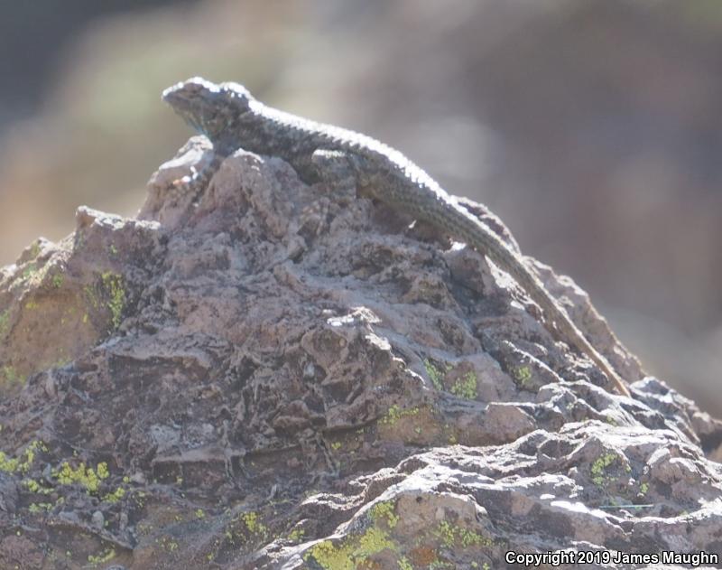 Clark's Spiny Lizard (Sceloporus clarkii)