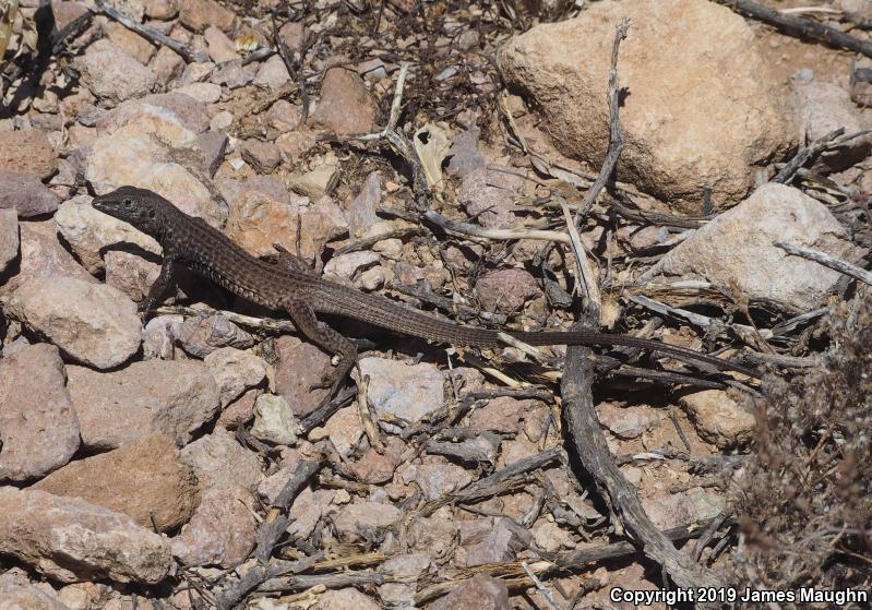 Southern Whiptail (Aspidoscelis tigris punctilinealis)