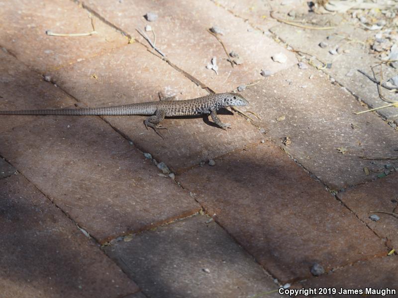 Southern Whiptail (Aspidoscelis tigris punctilinealis)