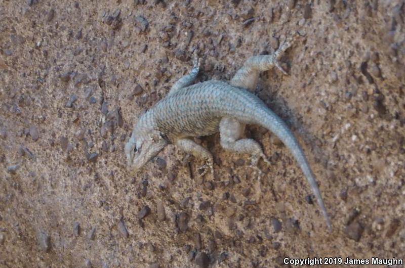 Desert Spiny Lizard (Sceloporus magister)