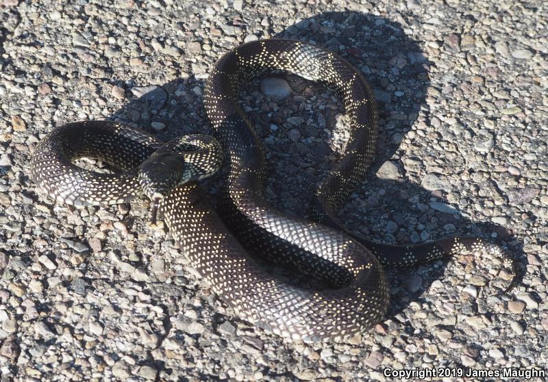 Desert Kingsnake (Lampropeltis getula splendida)