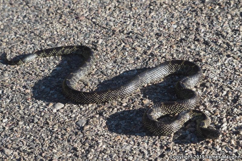 Desert Kingsnake (Lampropeltis getula splendida)