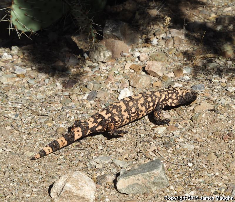 Gila Monster (Heloderma suspectum)