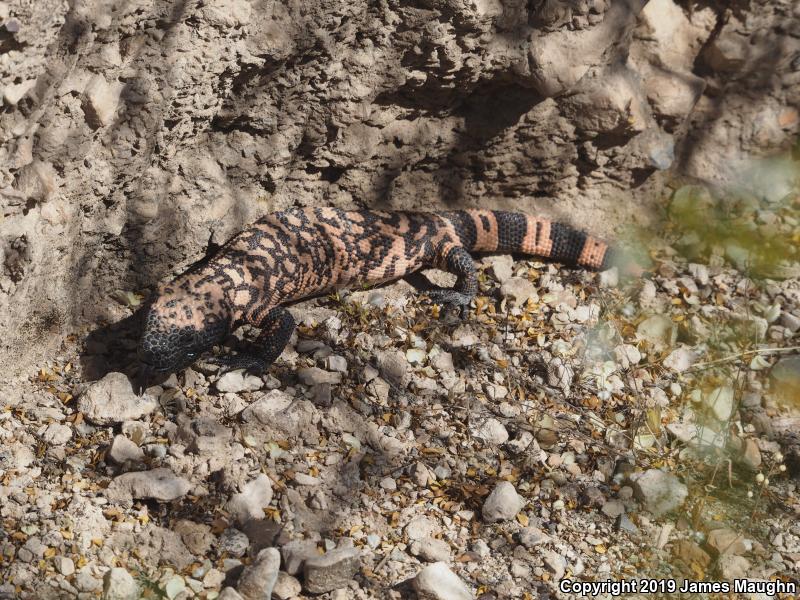 Gila Monster (Heloderma suspectum)