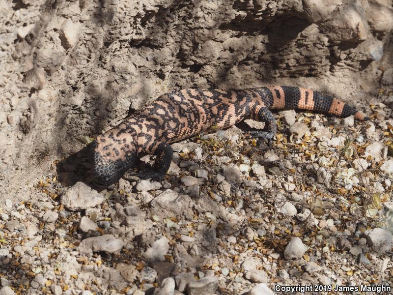 Gila Monster (Heloderma suspectum)