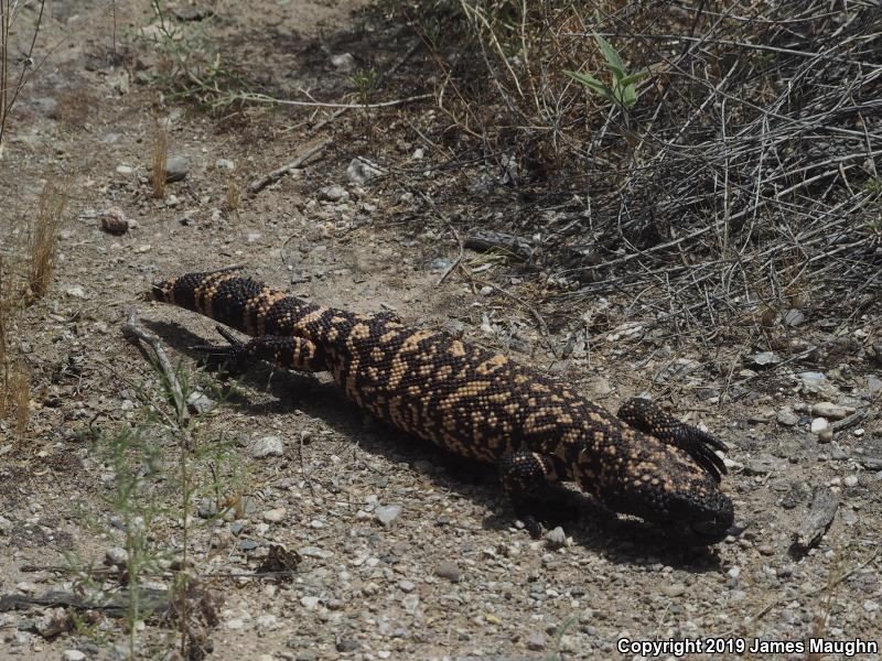 Gila Monster (Heloderma suspectum)