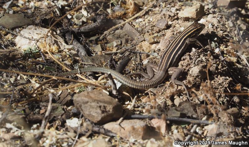 Sonoran Spotted Whiptail (Aspidoscelis sonorae)