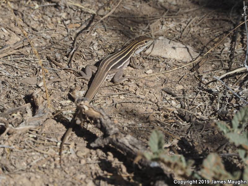 Sonoran Spotted Whiptail (Aspidoscelis sonorae)