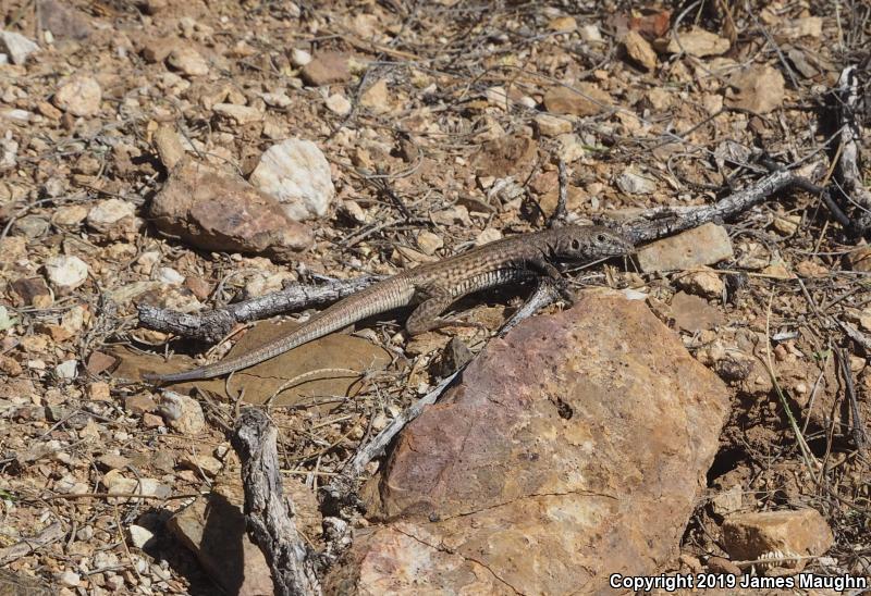 Southern Whiptail (Aspidoscelis tigris punctilinealis)