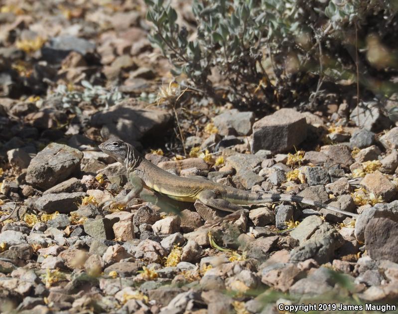 Eastern Zebra-tailed Lizard (Callisaurus draconoides ventralis)