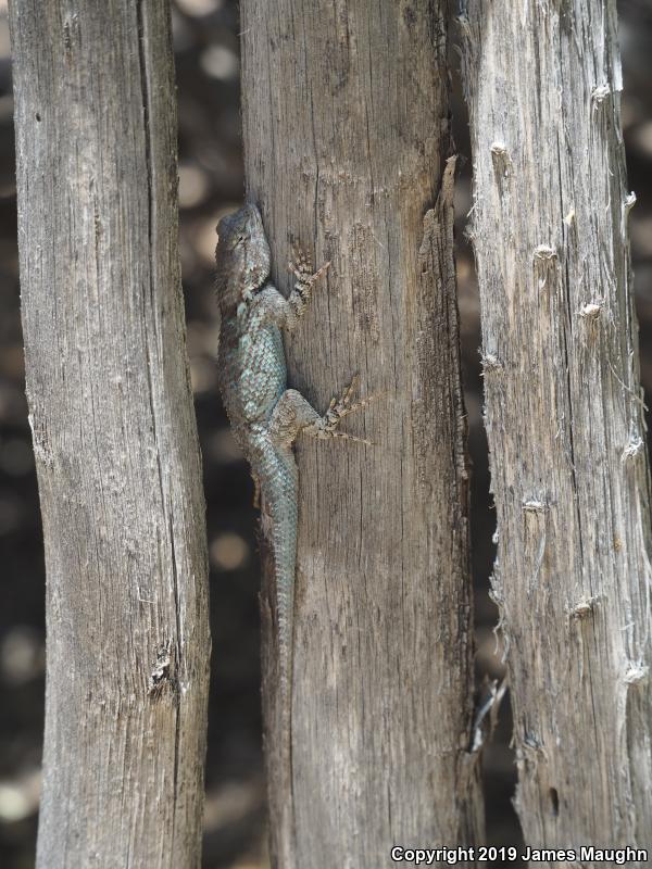 Desert Spiny Lizard (Sceloporus magister)