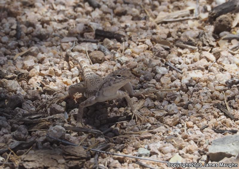 Eastern Zebra-tailed Lizard (Callisaurus draconoides ventralis)