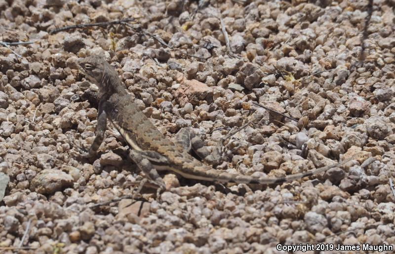 Eastern Zebra-tailed Lizard (Callisaurus draconoides ventralis)