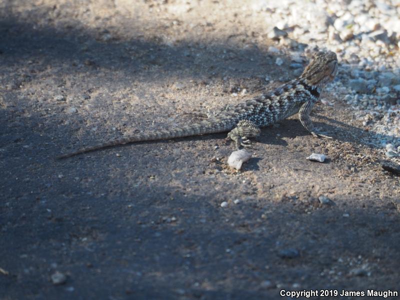 Desert Spiny Lizard (Sceloporus magister)