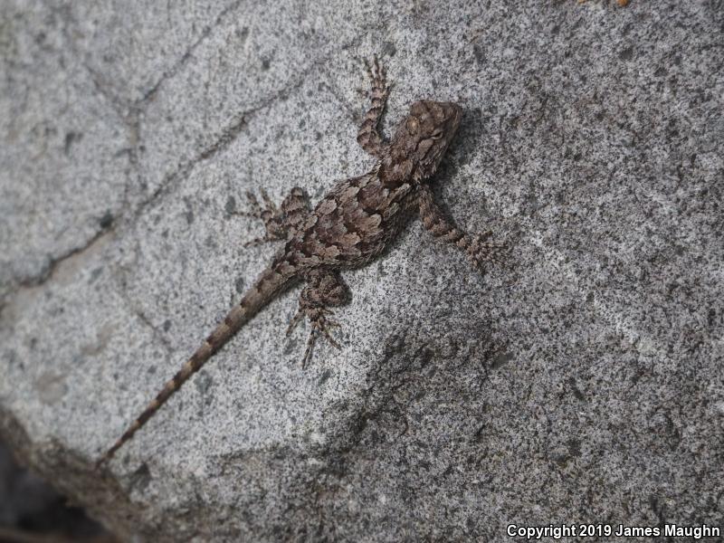 Clark's Spiny Lizard (Sceloporus clarkii)