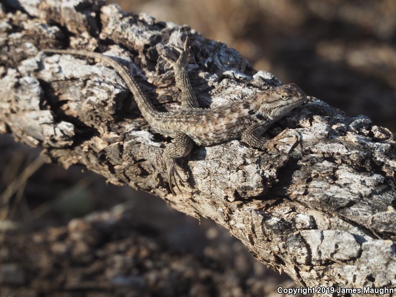 Desert Spiny Lizard (Sceloporus magister)