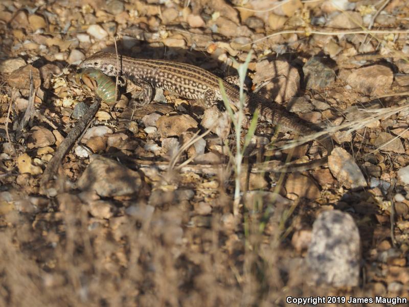 Southern Whiptail (Aspidoscelis tigris punctilinealis)