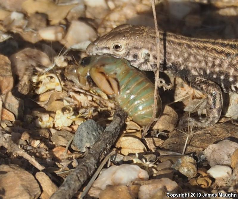 Southern Whiptail (Aspidoscelis tigris punctilinealis)