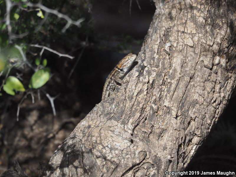 Desert Spiny Lizard (Sceloporus magister)