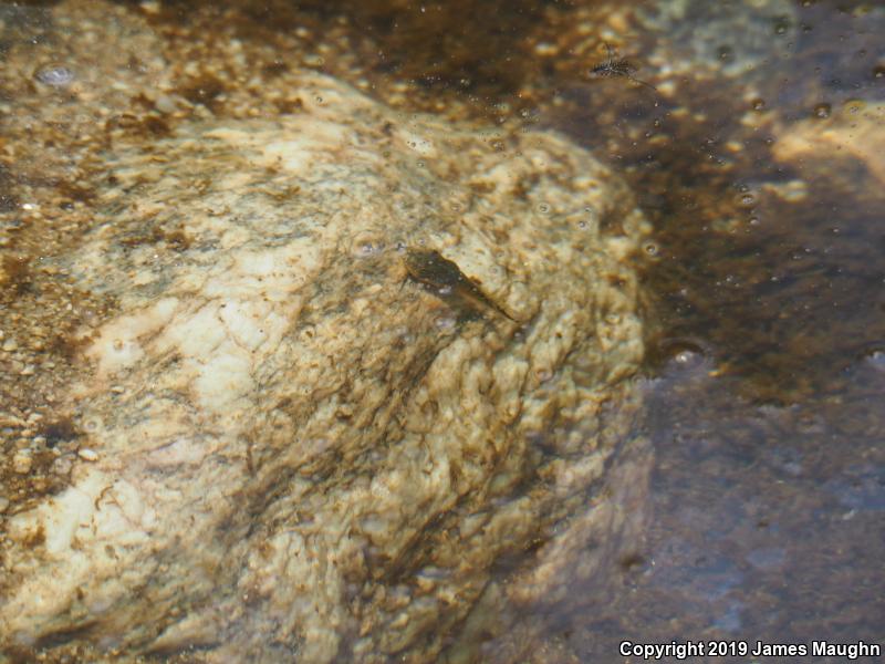 Canyon Treefrog (Hyla arenicolor)