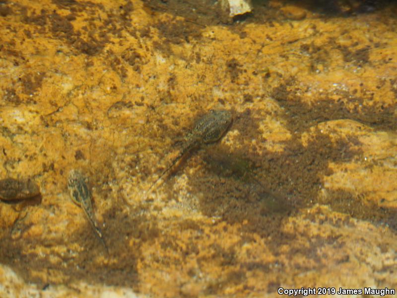 Canyon Treefrog (Hyla arenicolor)