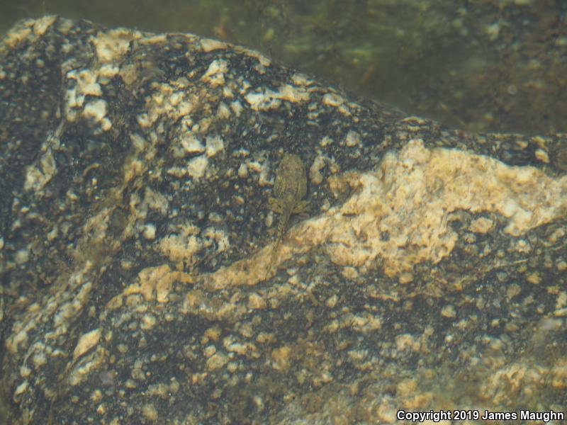 Canyon Treefrog (Hyla arenicolor)