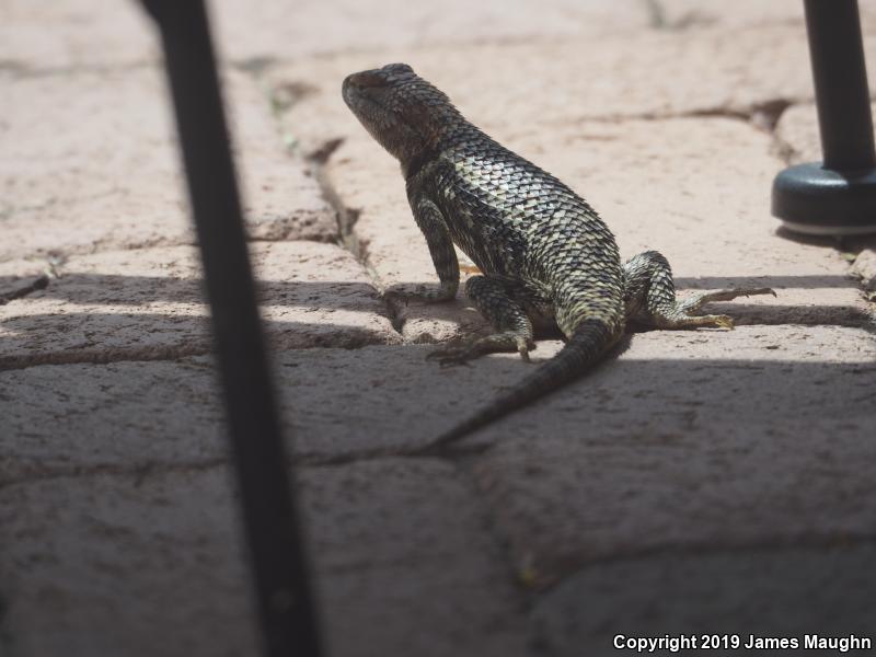 Desert Spiny Lizard (Sceloporus magister)