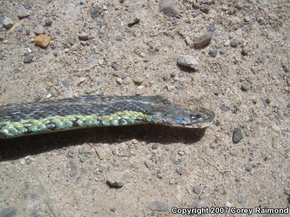 Eastern Gartersnake (Thamnophis sirtalis sirtalis)