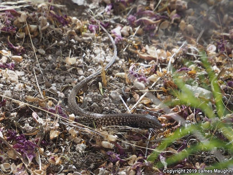 Southern Whiptail (Aspidoscelis tigris punctilinealis)