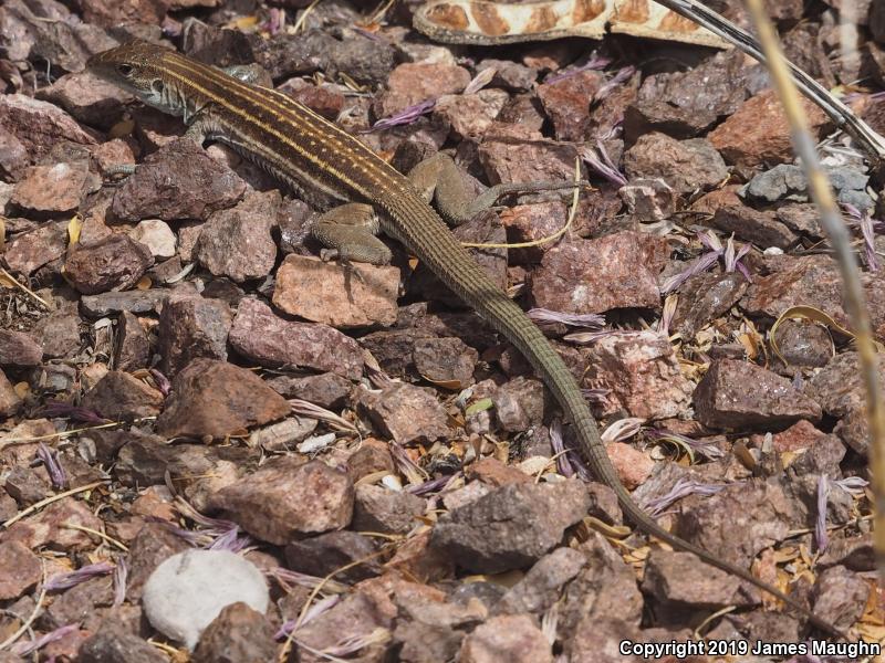 Sonoran Spotted Whiptail (Aspidoscelis sonorae)