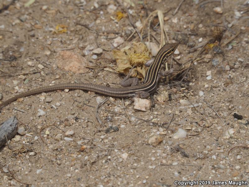 Sonoran Spotted Whiptail (Aspidoscelis sonorae)