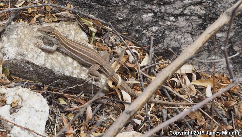 Giant Spotted Whiptail (Aspidoscelis burti stictogramma)