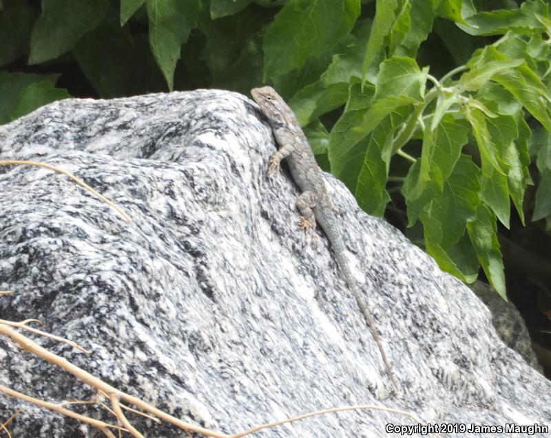 Clark's Spiny Lizard (Sceloporus clarkii)