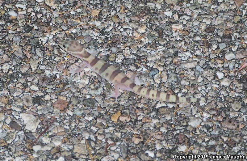 Desert Banded Gecko (Coleonyx variegatus variegatus)