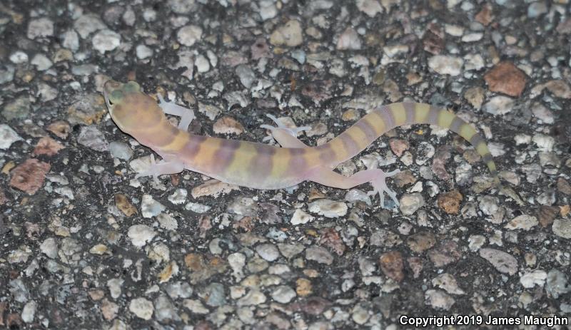 Desert Banded Gecko (Coleonyx variegatus variegatus)