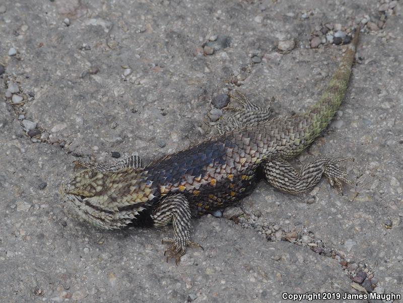 Desert Spiny Lizard (Sceloporus magister)