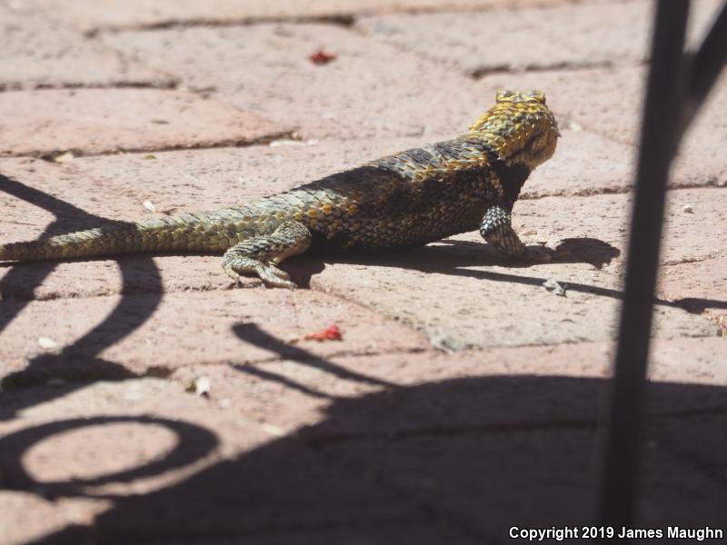 Desert Spiny Lizard (Sceloporus magister)