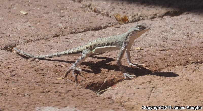 Eastern Zebra-tailed Lizard (Callisaurus draconoides ventralis)