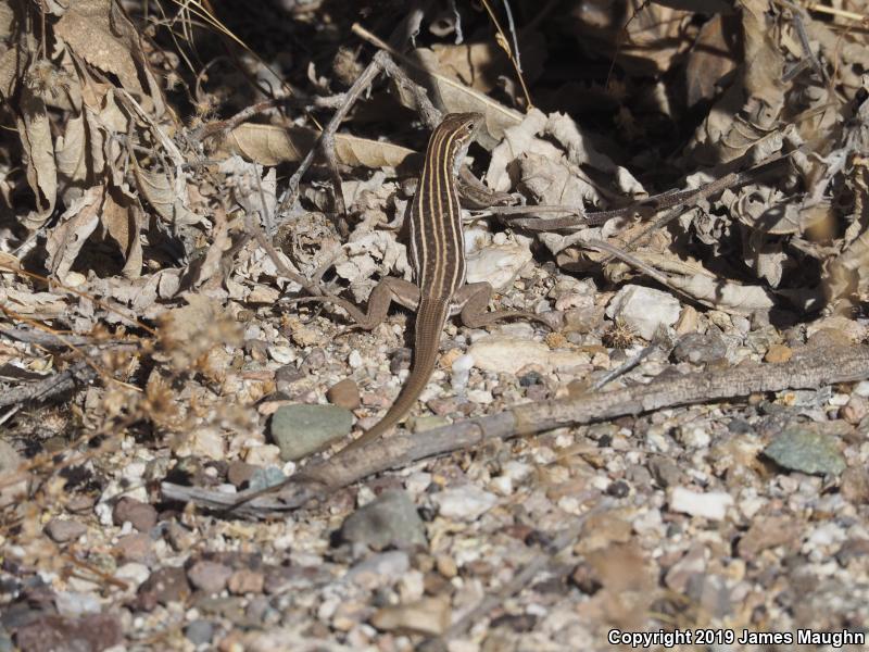 Sonoran Spotted Whiptail (Aspidoscelis sonorae)