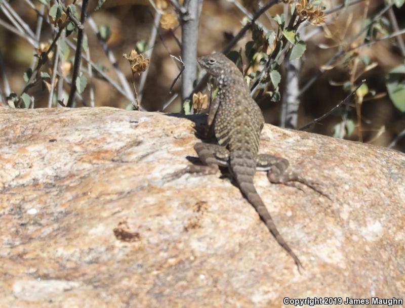 SouthWestern Earless Lizard (Cophosaurus texanus scitulus)