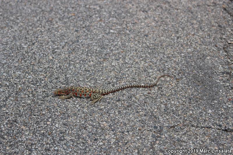 Longnose Leopard Lizard (Gambelia wislizenii)